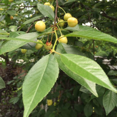 Черешня Мрії Імператора (середня) | Prunus avium Emperor`s Dreams (middle) | Черешня Мечты Императора (средняя)