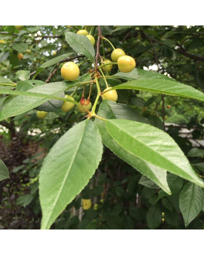 Черешня Мрії Імператора (середня) | Prunus avium Emperor`s Dreams (middle) | Черешня Мечты Императора (средняя)