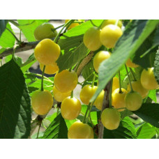 Черешня Мрії Імператора (середня) | Prunus avium Emperor`s Dreams (middle) | Черешня Мечты Императора (средняя)