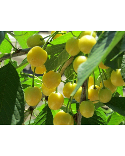 Черешня Мрії Імператора (середня) | Prunus avium Emperor`s Dreams (middle) | Черешня Мечты Императора (средняя)