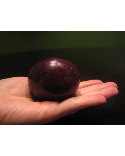 Плумкот Кінг-Конг (середня) | Plumcot King-Kong (middle) | Плумкот Кинг-Конг (средняя)