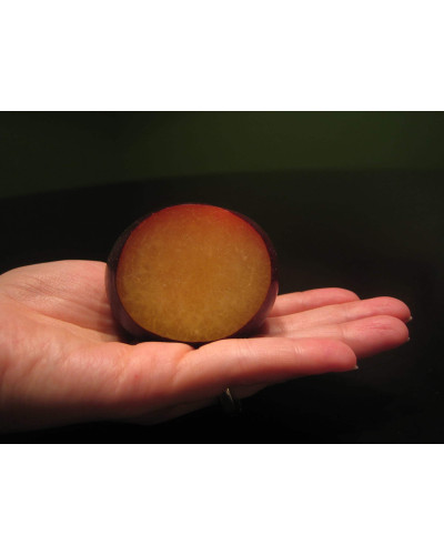 Плумкот Кінг-Конг (середня) | Plumcot King-Kong (middle) | Плумкот Кинг-Конг (средняя)