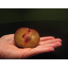 Плумкот Кінг-Конг (середня) | Plumcot King-Kong (middle) | Плумкот Кинг-Конг (средняя)