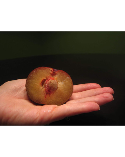 Плумкот Кінг-Конг (середня) | Plumcot King-Kong (middle) | Плумкот Кинг-Конг (средняя)