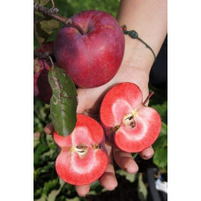 Яблуня червоном’яса Редлав Одіссо | Malus domestica Redlove Odysso | Яблоня красномясая Редлав Одиссо