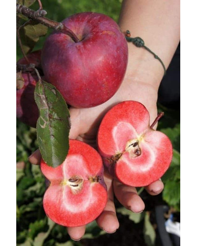 Яблуня червоном’яса Редлав Одіссо | Malus domestica Redlove Odysso | Яблоня красномясая Редлав Одиссо
