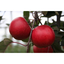 Яблуня червоном’яса Редлав Одіссо | Malus domestica Redlove Odysso | Яблоня красномясая Редлав Одиссо
