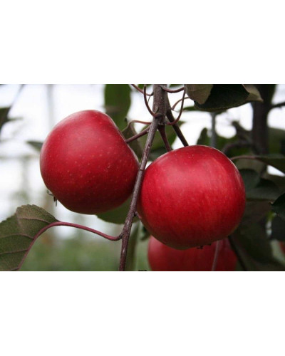 Яблуня червоном’яса Редлав Одіссо | Malus domestica Redlove Odysso | Яблоня красномясая Редлав Одиссо