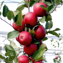 Яблуня червоном’яса Редлав Одіссо | Malus domestica Redlove Odysso | Яблоня красномясая Редлав Одиссо