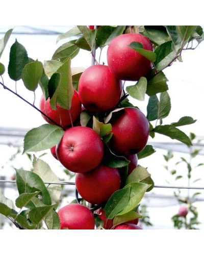 Яблуня червоном’яса Редлав Одіссо | Malus domestica Redlove Odysso | Яблоня красномясая Редлав Одиссо