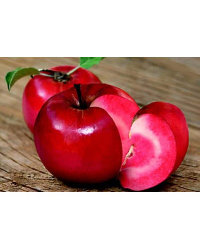 Яблуня червоном’яса Редлав Одіссо | Malus domestica Redlove Odysso | Яблоня красномясая Редлав Одиссо