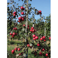 Яблуня червоном’яса Редлав Одіссо | Malus domestica Redlove Odysso | Яблоня красномясая Редлав Одиссо