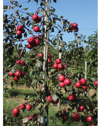 Яблуня червоном’яса Редлав Одіссо | Malus domestica Redlove Odysso | Яблоня красномясая Редлав Одиссо