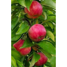 Яблуня колоновидна ‘Скорпіон’|Malus columnar ‘Skorpion’|Яблоня колоновидная ‘Скорпион’