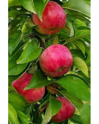 Яблуня колоновидна ‘Скорпіон’|Malus columnar ‘Skorpion’|Яблоня колоновидная ‘Скорпион’