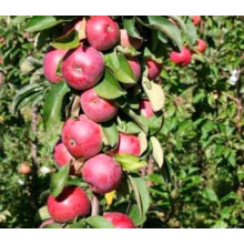 Яблуня колоновидна ‘Скорпіон’|Malus columnar ‘Skorpion’|Яблоня колоновидная ‘Скорпион’