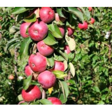 Яблуня колоновидна ‘Скорпіон’|Malus columnar ‘Skorpion’|Яблоня колоновидная ‘Скорпион’