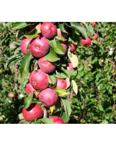 Яблуня колоновидна ‘Скорпіон’|Malus columnar ‘Skorpion’|Яблоня колоновидная ‘Скорпион’