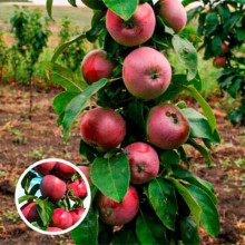Яблуня колоновидна ‘Скорпіон’|Malus columnar ‘Skorpion’|Яблоня колоновидная ‘Скорпион’