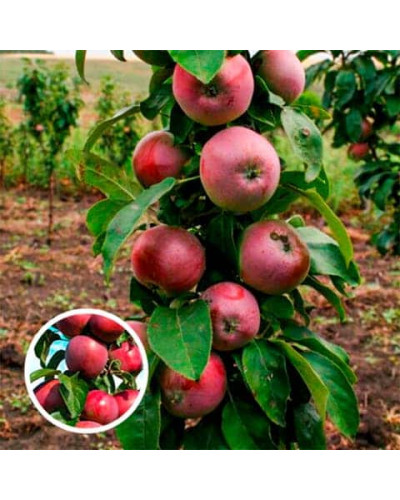 Яблуня колоновидна ‘Скорпіон’|Malus columnar ‘Skorpion’|Яблоня колоновидная ‘Скорпион’