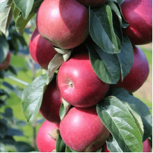 Яблуня колоновидна ‘Скорпіон’|Malus columnar ‘Skorpion’|Яблоня колоновидная ‘Скорпион’