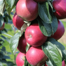 Яблуня колоновидна ‘Скорпіон’|Malus columnar ‘Skorpion’|Яблоня колоновидная ‘Скорпион’