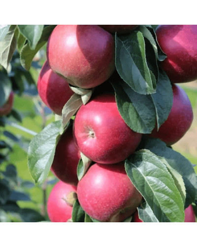 Яблуня колоновидна ‘Скорпіон’|Malus columnar ‘Skorpion’|Яблоня колоновидная ‘Скорпион’