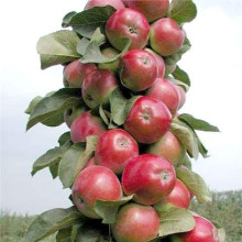 Яблуня колоновидна ‘Скорпіон’|Malus columnar ‘Skorpion’|Яблоня колоновидная ‘Скорпион’