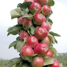 Яблуня колоновидна ‘Скорпіон’|Malus columnar ‘Skorpion’|Яблоня колоновидная ‘Скорпион’