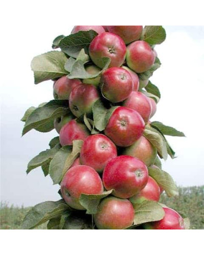 Яблуня колоновидна ‘Скорпіон’|Malus columnar ‘Skorpion’|Яблоня колоновидная ‘Скорпион’