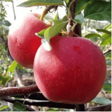 Яблуня колоновидна ‘Скорпіон’|Malus columnar ‘Skorpion’|Яблоня колоновидная ‘Скорпион’