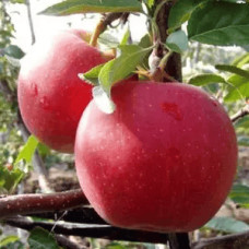 Яблуня колоновидна ‘Скорпіон’|Malus columnar ‘Skorpion’|Яблоня колоновидная ‘Скорпион’