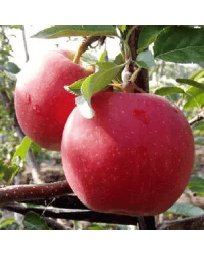 Яблуня колоновидна ‘Скорпіон’|Malus columnar ‘Skorpion’|Яблоня колоновидная ‘Скорпион’