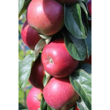 Яблуня колоновидна ‘Легенда’|Malus columnar ‘Legenda’|Яблоня колоновидная ‘Легенда’