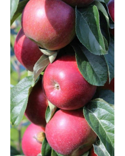 Яблуня колоновидна ‘Легенда’|Malus columnar ‘Legenda’|Яблоня колоновидная ‘Легенда’