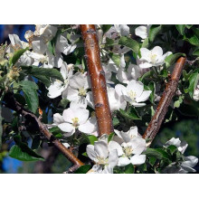 Яблуня колоновидна ‘Легенда’|Malus columnar ‘Legenda’|Яблоня колоновидная ‘Легенда’
