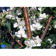 Яблуня колоновидна ‘Легенда’|Malus columnar ‘Legenda’|Яблоня колоновидная ‘Легенда’