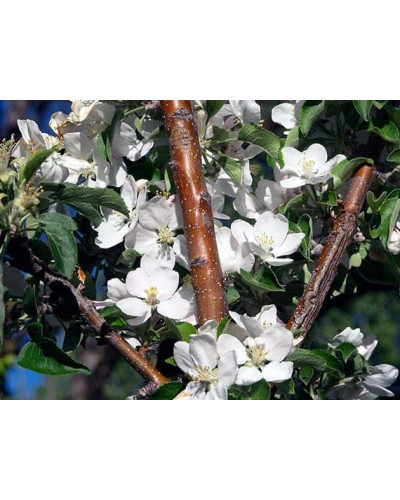 Яблуня колоновидна ‘Легенда’|Malus columnar ‘Legenda’|Яблоня колоновидная ‘Легенда’