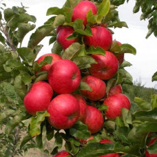Яблуня колоновидна ‘Легенда’|Malus columnar ‘Legenda’|Яблоня колоновидная ‘Легенда’