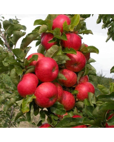Яблуня колоновидна ‘Легенда’|Malus columnar ‘Legenda’|Яблоня колоновидная ‘Легенда’