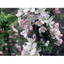 Яблуня колоновидна ‘Легенда’|Malus columnar ‘Legenda’|Яблоня колоновидная ‘Легенда’