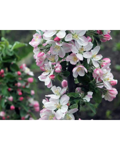 Яблуня колоновидна ‘Легенда’|Malus columnar ‘Legenda’|Яблоня колоновидная ‘Легенда’
