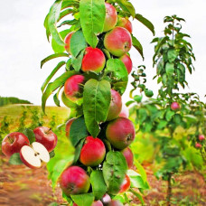 Яблуня колоновидна ‘Легенда’|Malus columnar ‘Legenda’|Яблоня колоновидная ‘Легенда’