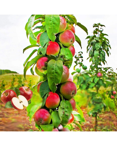 Яблуня колоновидна ‘Легенда’|Malus columnar ‘Legenda’|Яблоня колоновидная ‘Легенда’