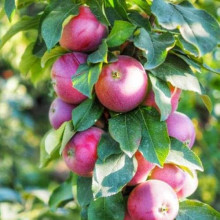 Яблуня колоновидна ‘Легенда’|Malus columnar ‘Legenda’|Яблоня колоновидная ‘Легенда’