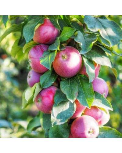 Яблуня колоновидна ‘Легенда’|Malus columnar ‘Legenda’|Яблоня колоновидная ‘Легенда’