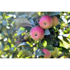 Яблуня домашня Хоней Крісп зимова | Яблоня домашняя Хоней Крисп зимняя | Malus domestica Honey Crisp
