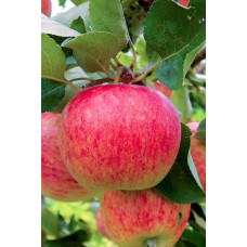 Яблуня домашня Пірус (літня) | Malus domestica Piros (summer) | Яблоня домашняя Пирус (летняя)