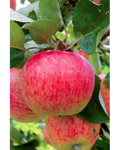 Яблуня домашня Пірус (літня) | Malus domestica Piros (summer) | Яблоня домашняя Пирус (летняя)