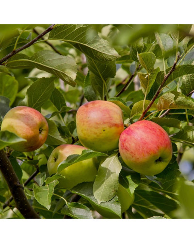 Яблуня домашня Пірус (літня) | Malus domestica Piros (summer) | Яблоня домашняя Пирус (летняя)